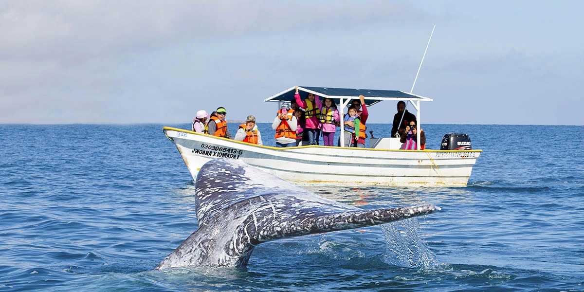 Avistamiento de Ballenas