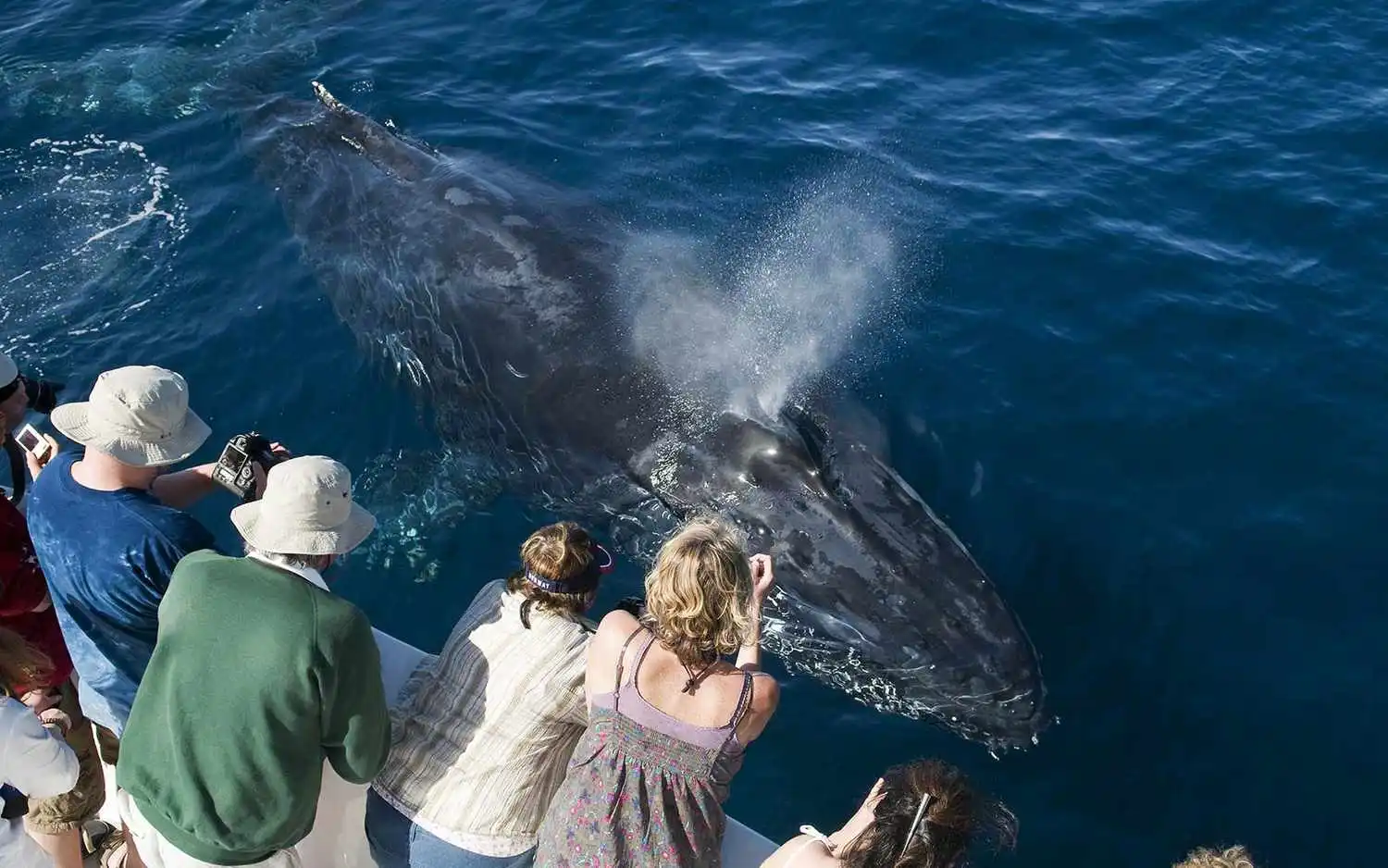 Avistamiento de Ballenas