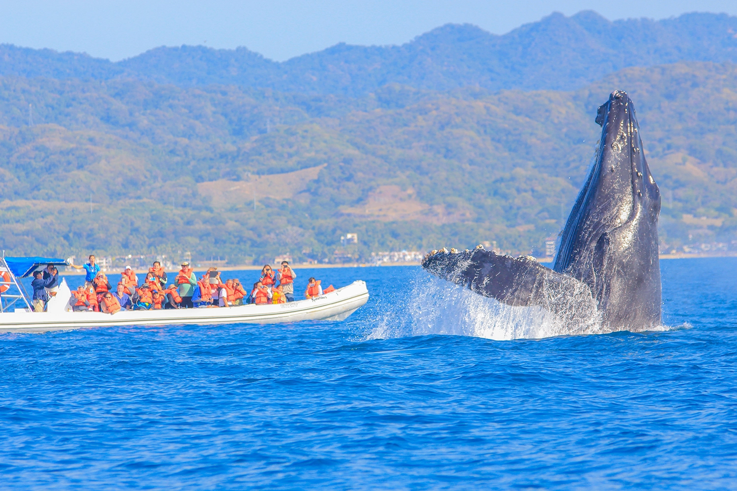 Avistamiento de Ballenas