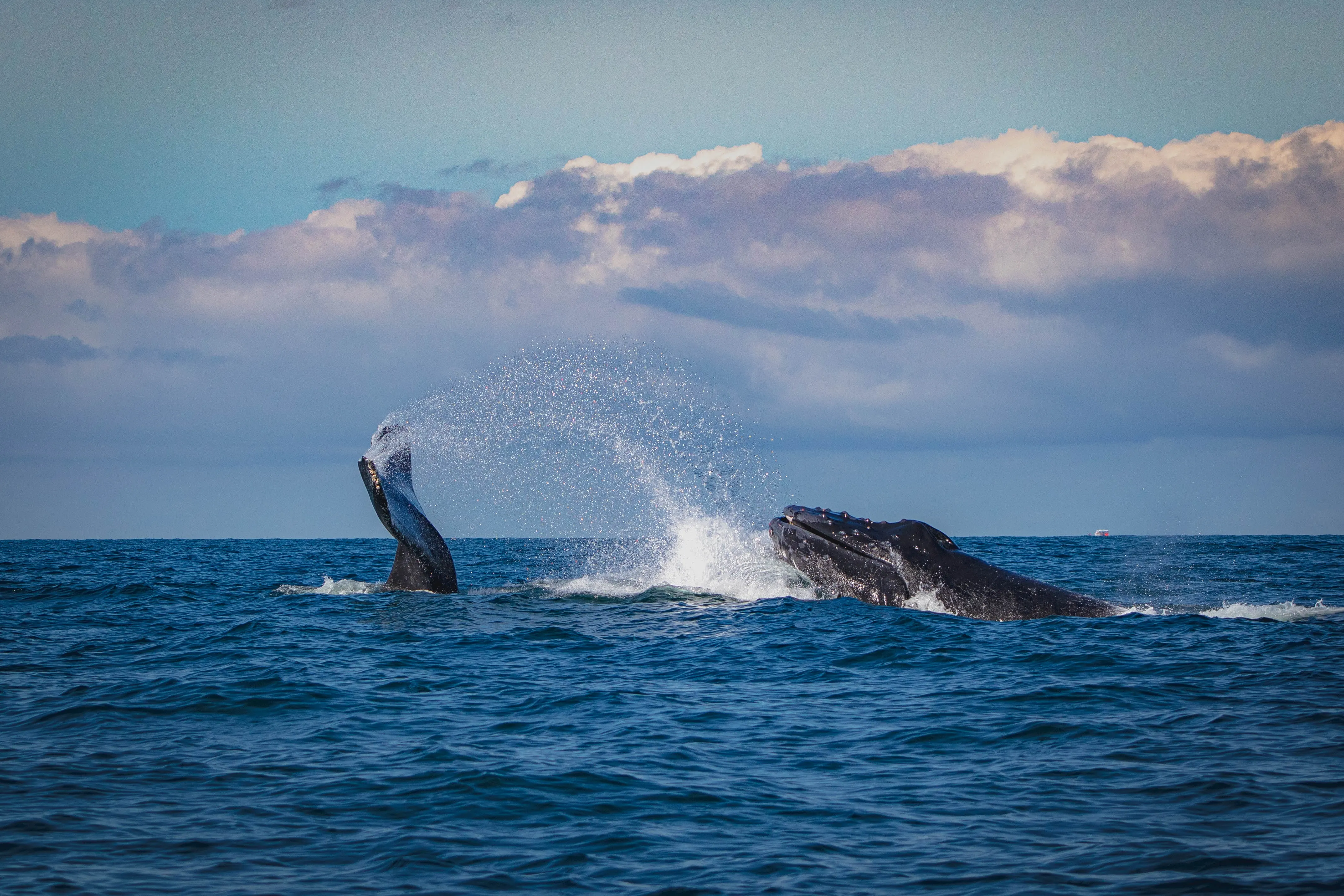 Avistamiento de Ballenas